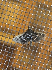 Diasemiodes janassialis