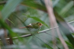 Abroscopus albogularis