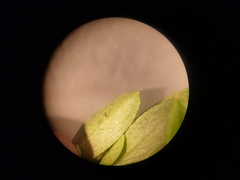 Vaccinium tenellum
