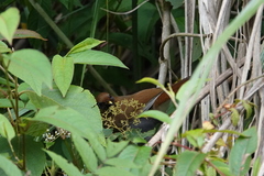 Pterorhinus poecilorhynchus