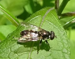 Chalcosyrphus nemorum