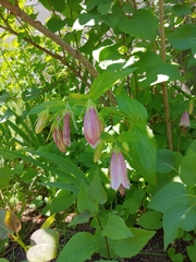 Campanula punctata