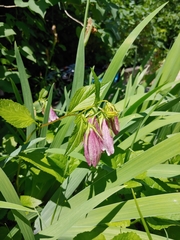 Campanula punctata