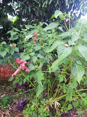 Salvia splendens