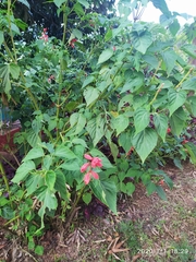 Salvia splendens