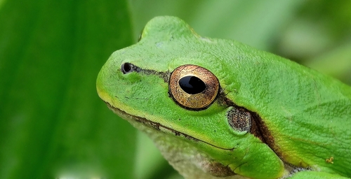 Eastern Tree Frog
