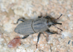 Sphenophorus parvulus