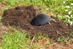 Thomomys mazama