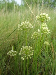Allium flavescens