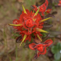 Castilleja litoralis