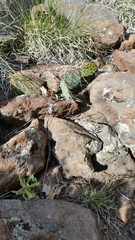 Opuntia engelmannii engelmannii