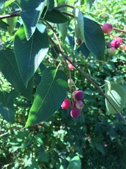 Amelanchier arborea