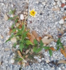 Tridax procumbens image