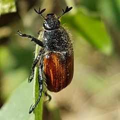 Anisoplia remota