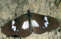 Acraea aganice aganice