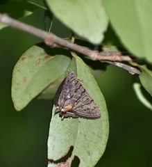 Eulepidotis merricki