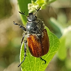 Anisoplia remota