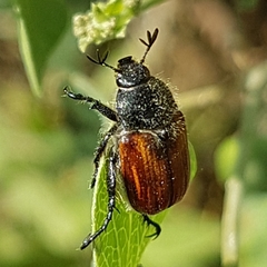 Anisoplia remota