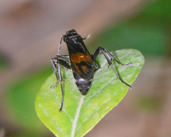 Calopompilus maculipennis