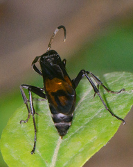 Calopompilus maculipennis