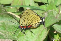 Atlides polybe