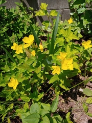 Oenothera pilosella
