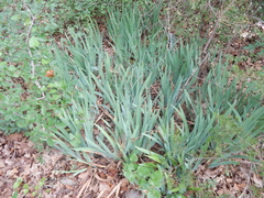 Iris albicans