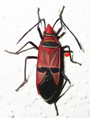 Dysdercus fasciatus