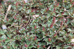 Acalypha monostachya