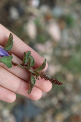 Acalypha monostachya