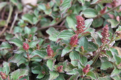 Acalypha monostachya