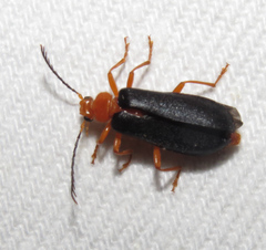 Neopyrochroa flabellata