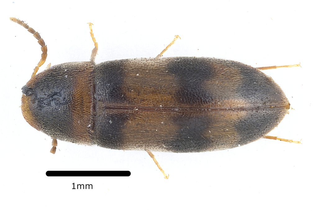 Abdera quadrifasciata
