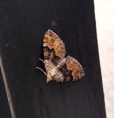 Xanthorhoe quadrifasiata