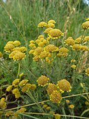 Tanacetum achilleifolium