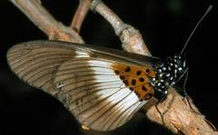 Acraea aganice