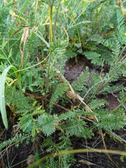 Tanacetum achilleifolium