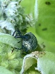 Rhyssomatus lineaticollis