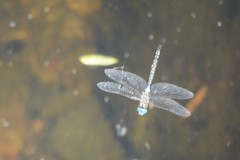 Rhionaeschna multicolor