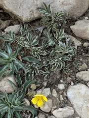 Potentilla morefieldii