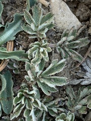 Potentilla morefieldii