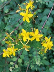 Hypericum perforatum