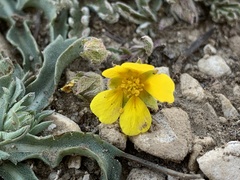 Potentilla morefieldii