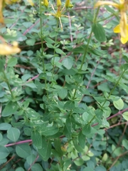 Hypericum perforatum