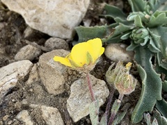Potentilla morefieldii
