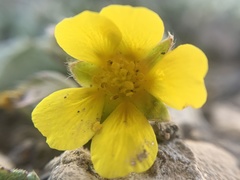 Potentilla morefieldii