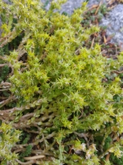 Sedum acre