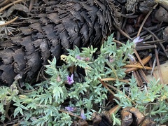 Astragalus kentrophyta tegetarius