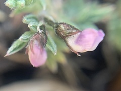 Astragalus kentrophyta tegetarius