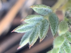 Astragalus kentrophyta tegetarius